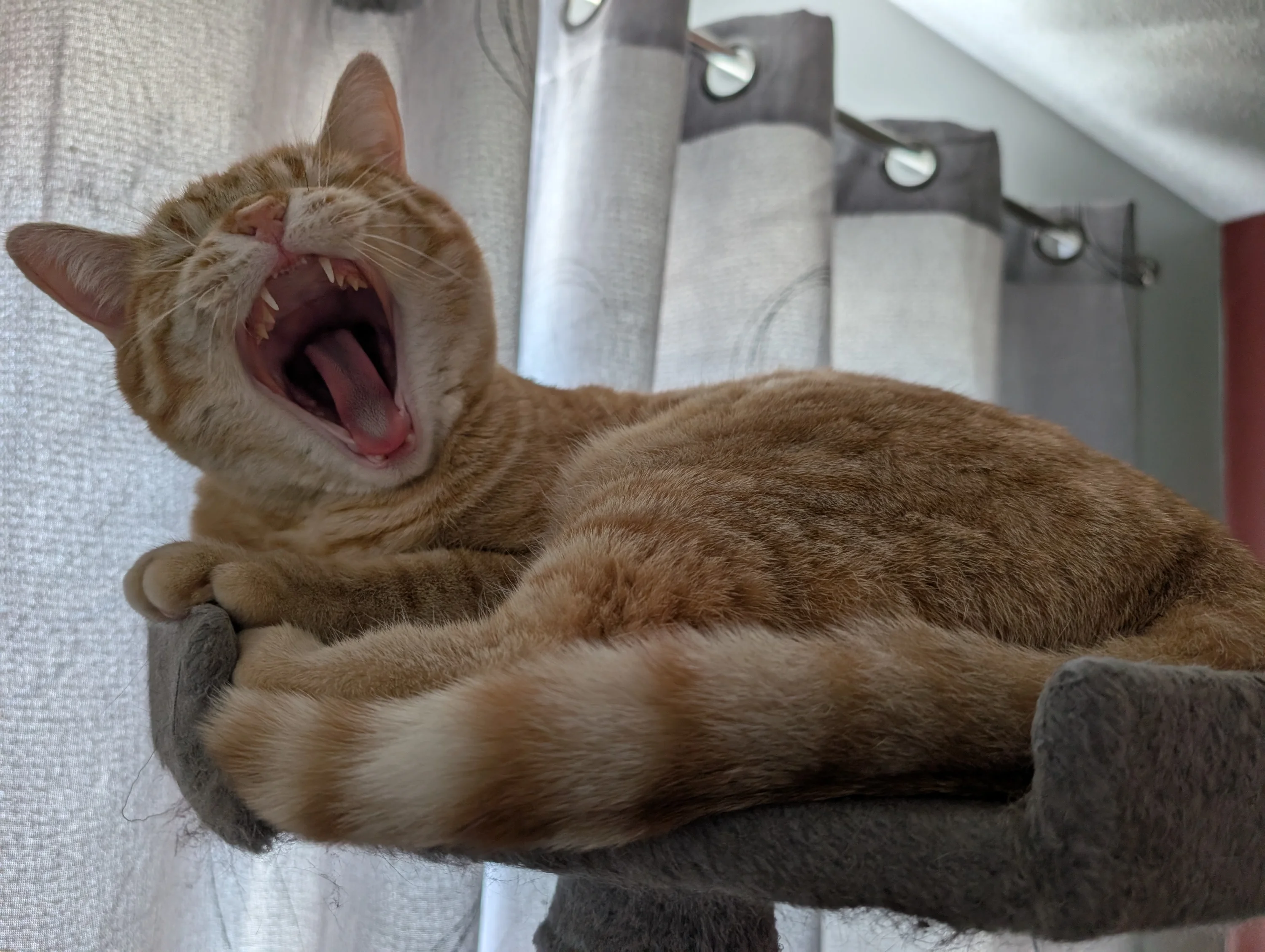 Kitten 46