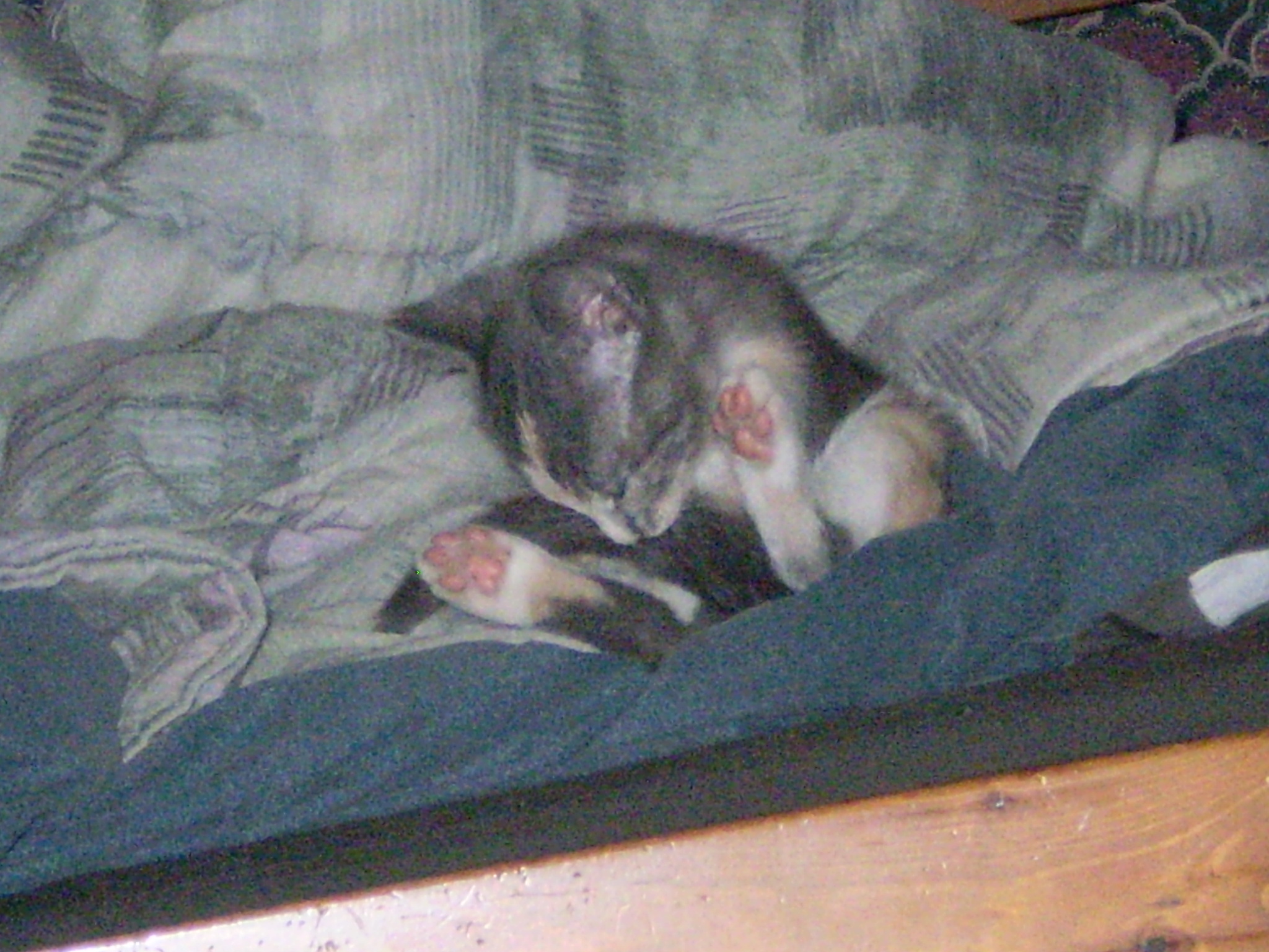 Kitten 12