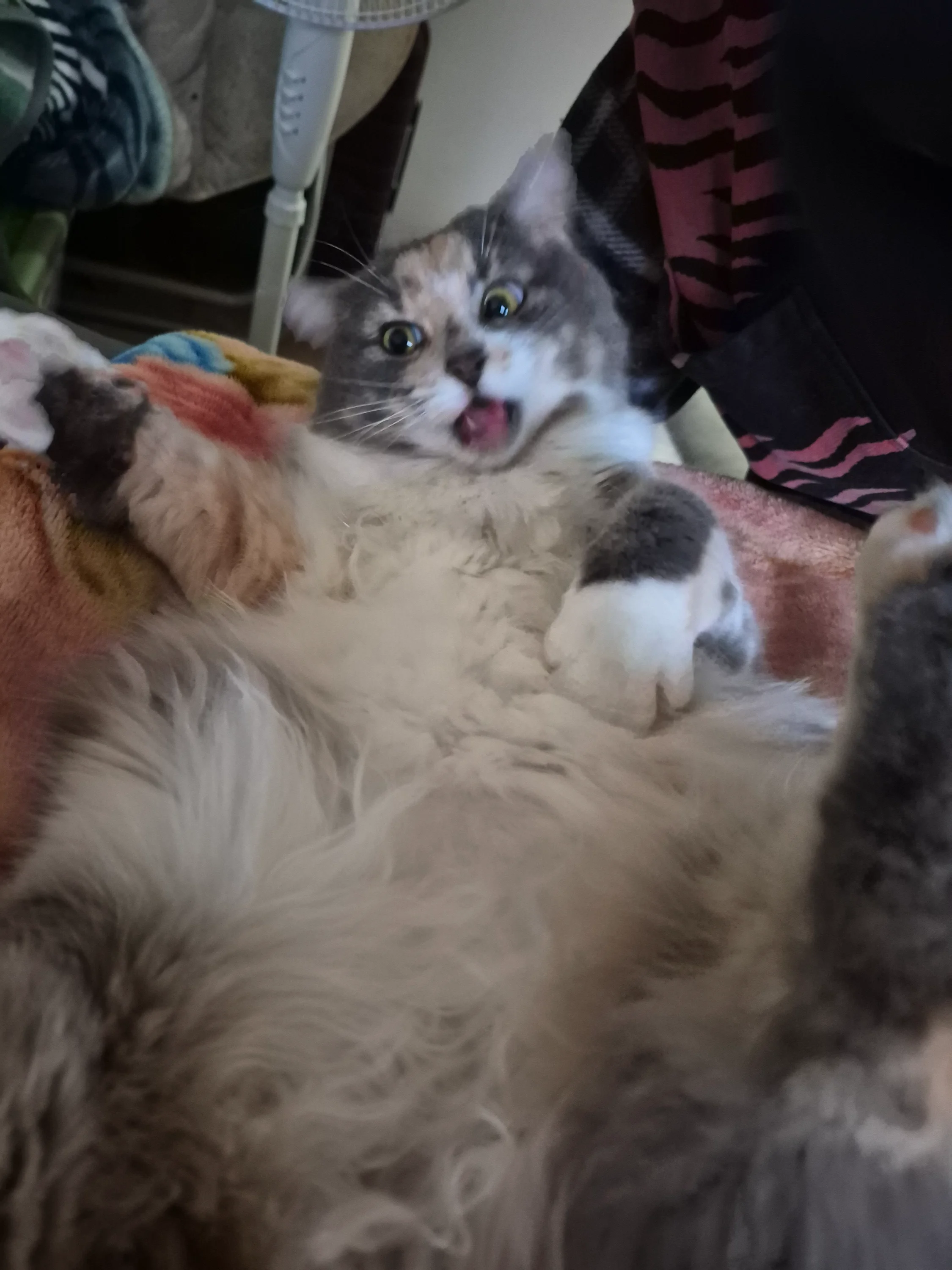 Kitten 66