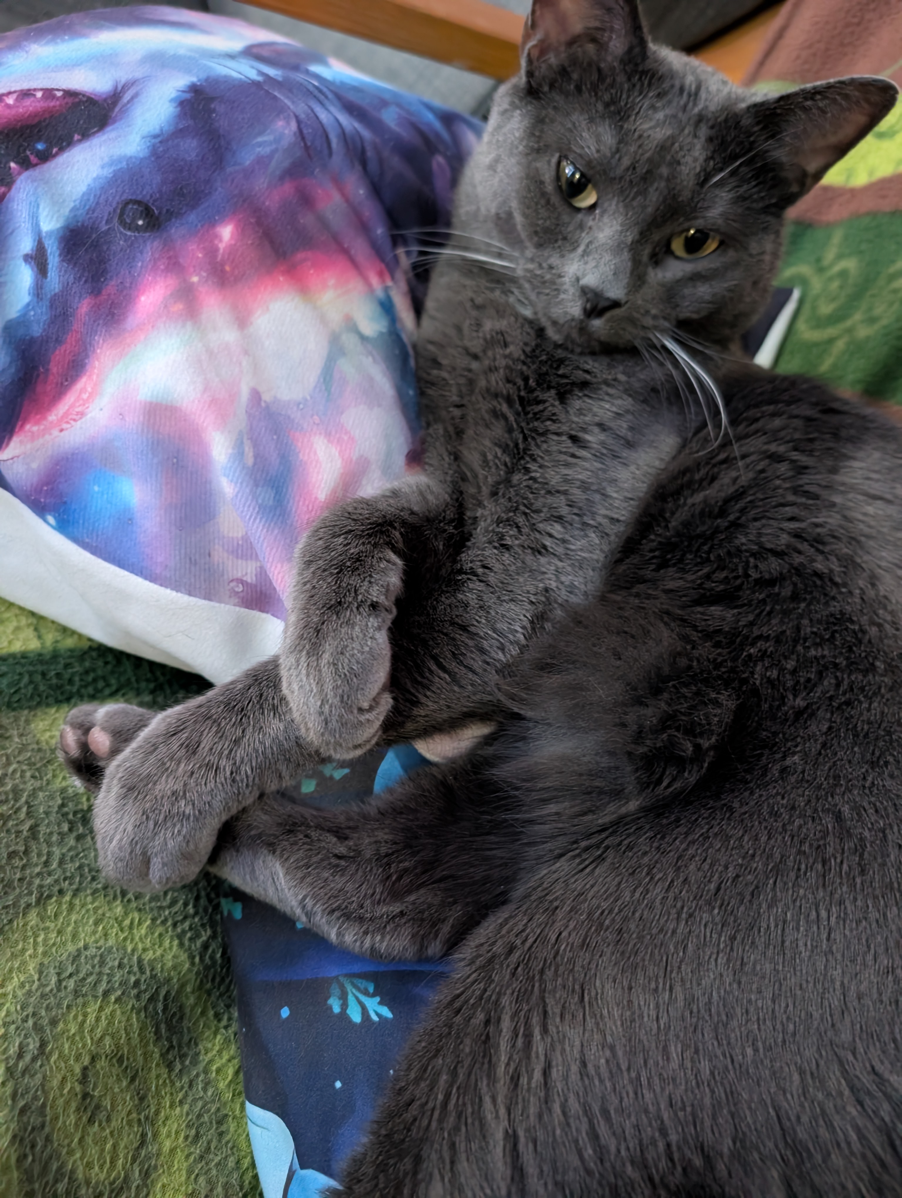 Kitten 34