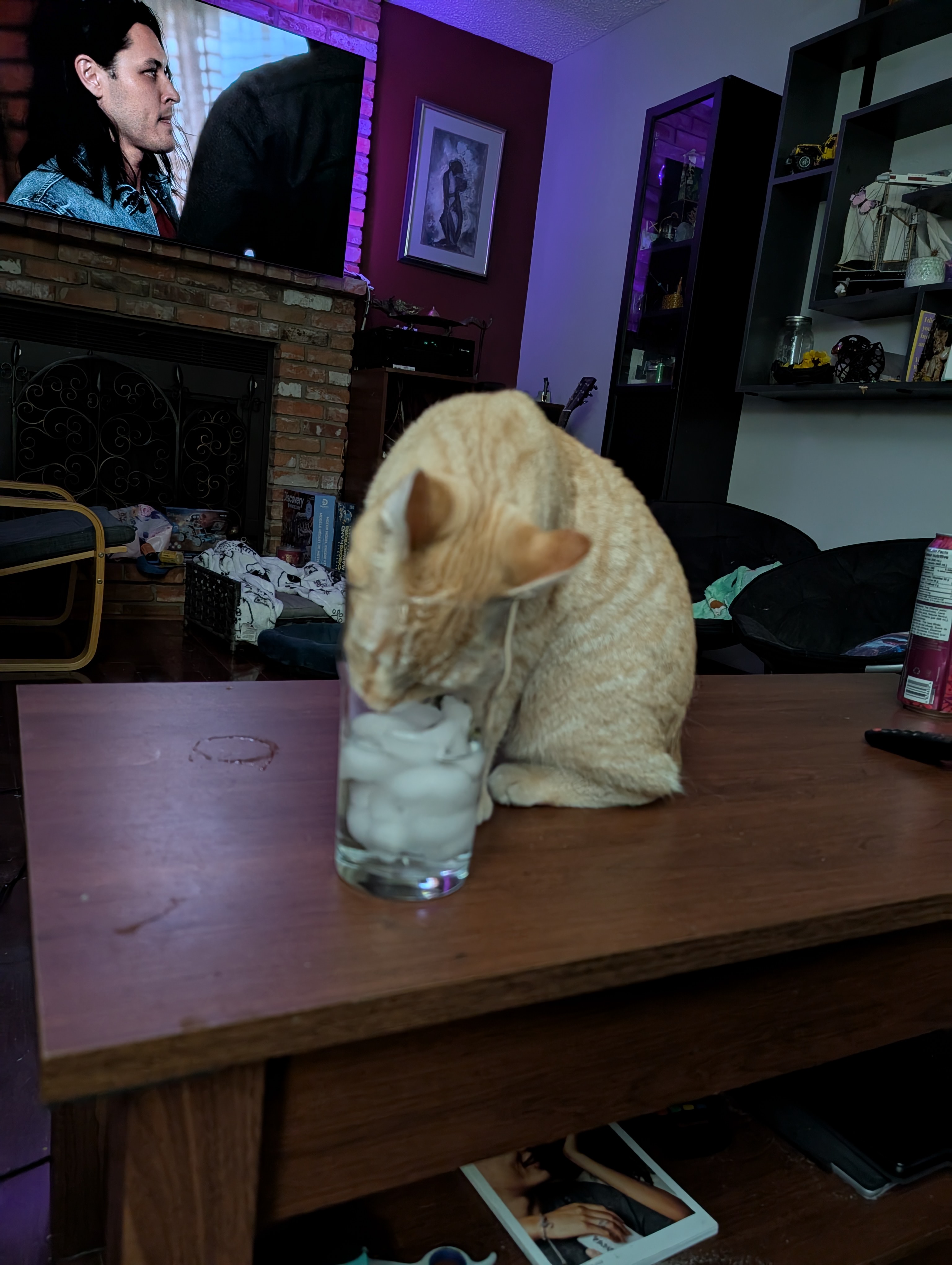 Kitten 4