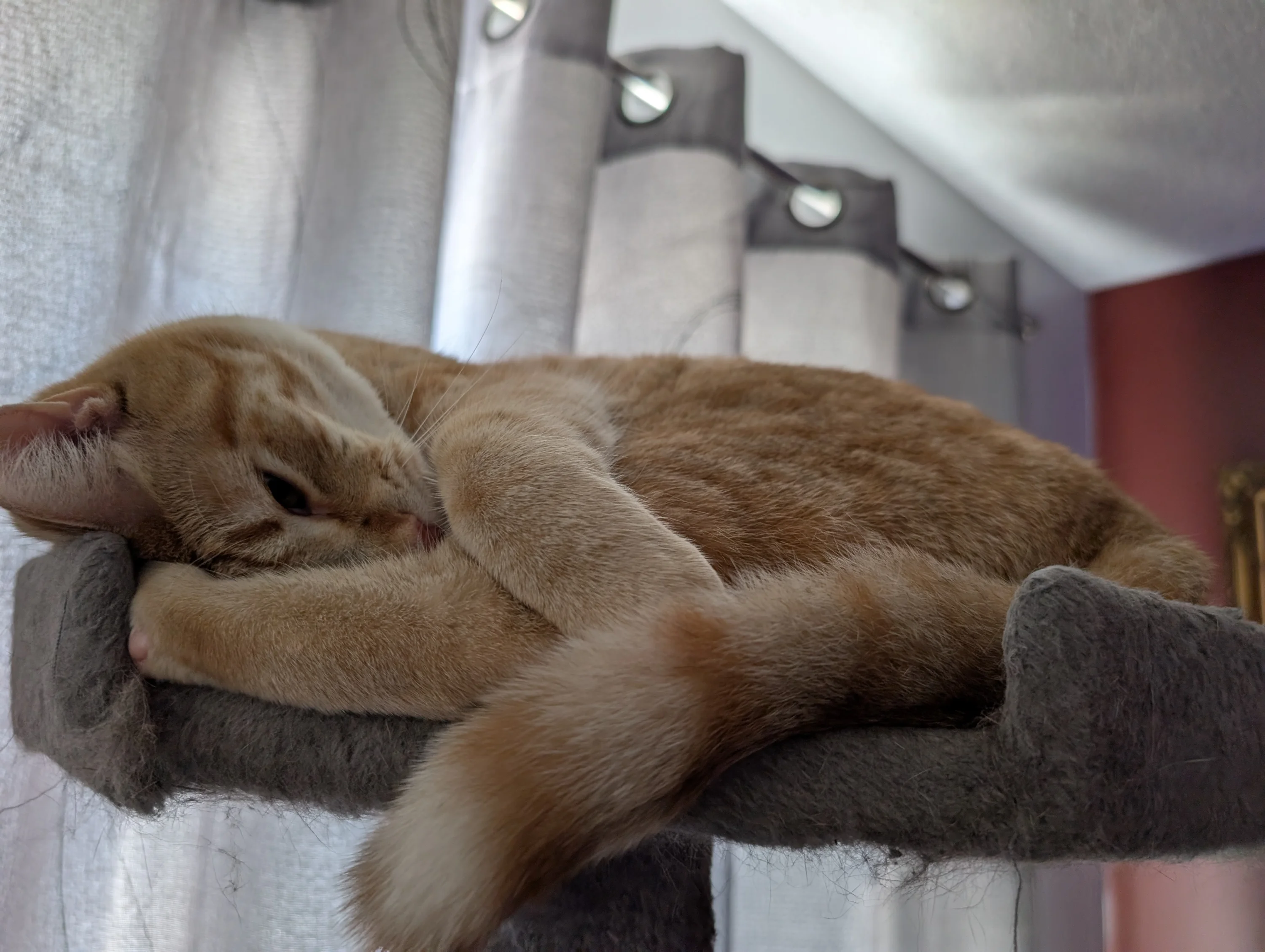 Kitten 50