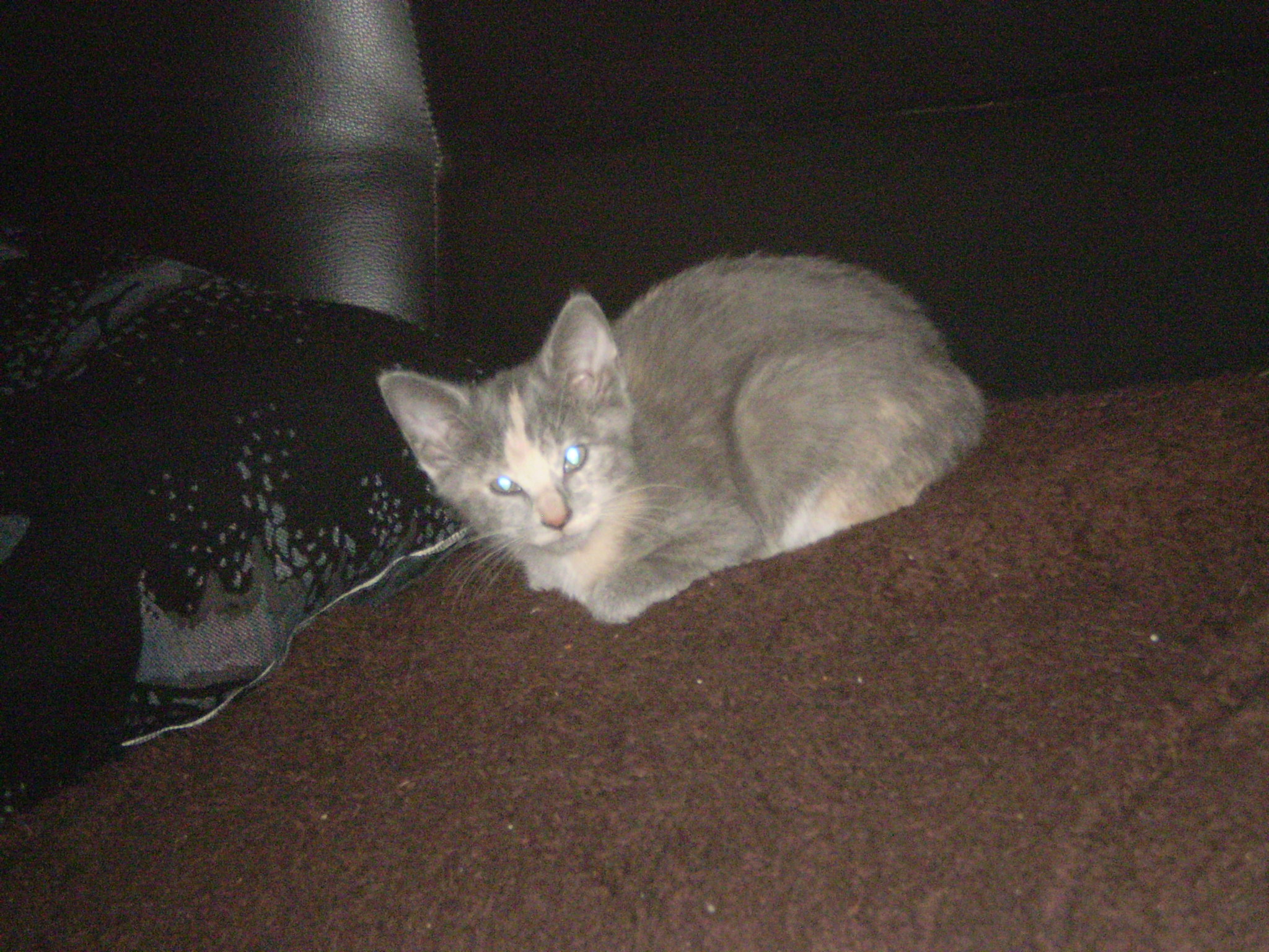 Kitten 14