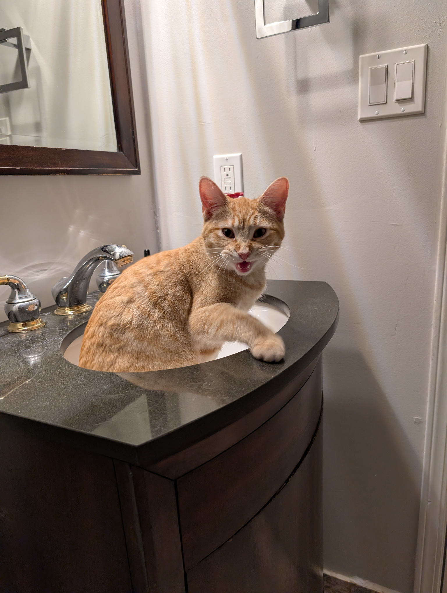 Kitten 24