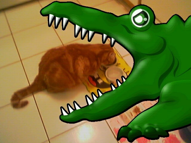 Kitten 8