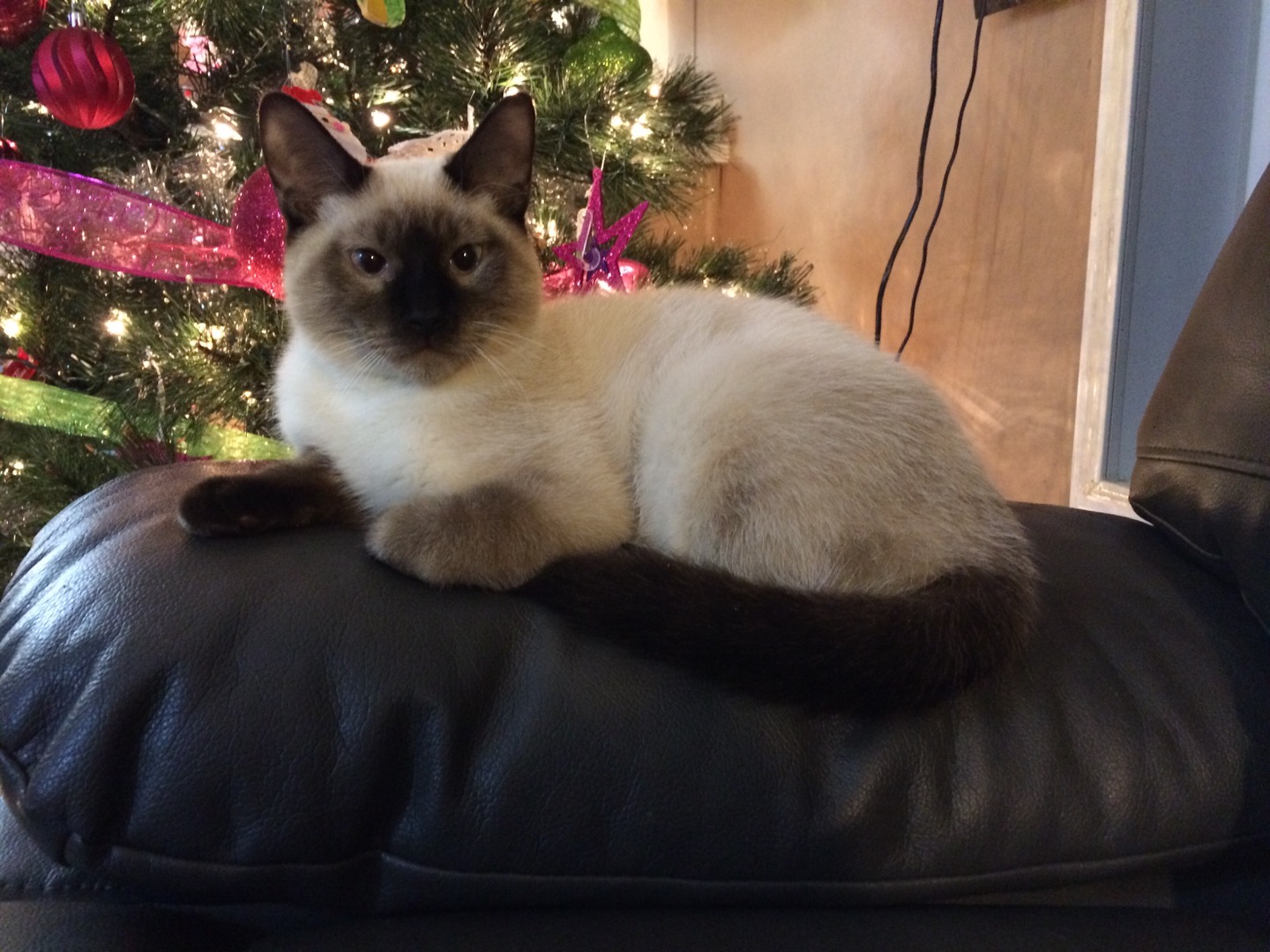 Kitten 32