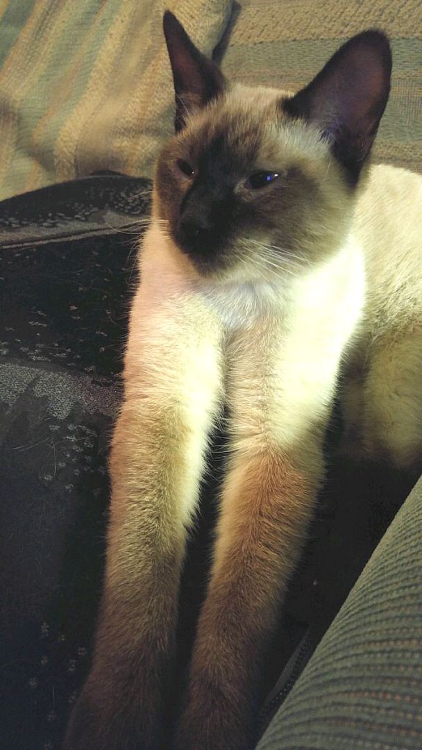 Kitten 28