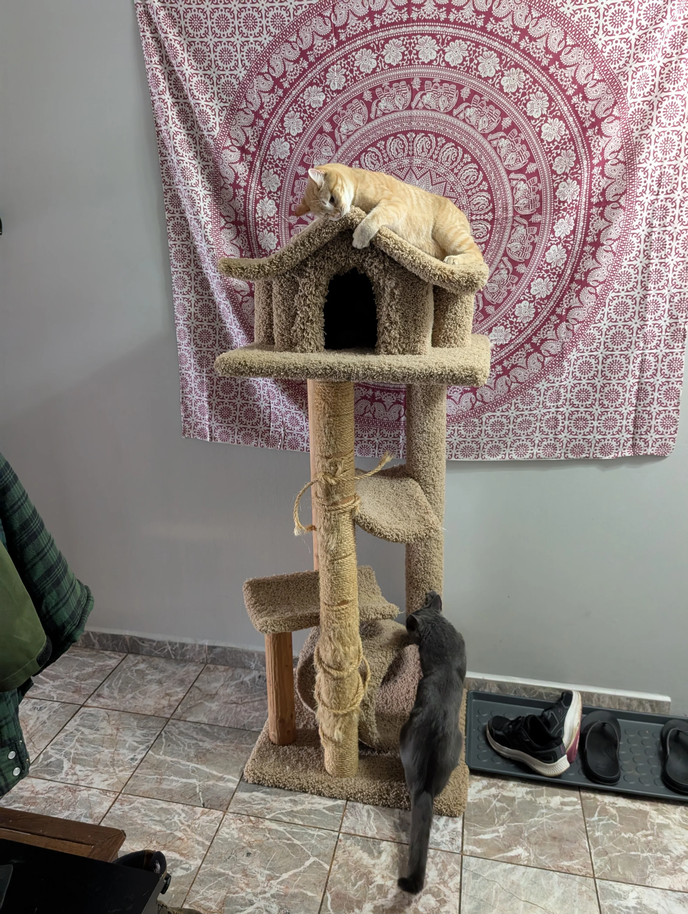 Kitten 44
